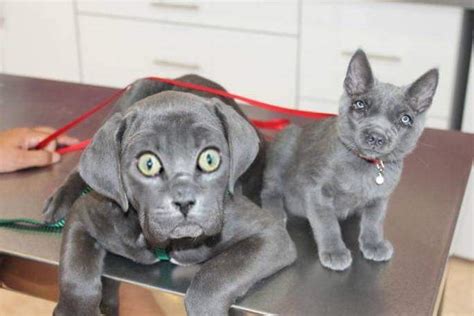 These dog and cat face swaps are creepy / Boing Boing