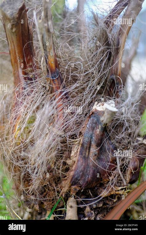 Chamaerops Excelsus palm tree detail Stock Photo - Alamy