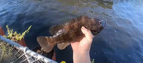 The Ultimate Guide to Tautog Fish: Habits, Habitat, and More