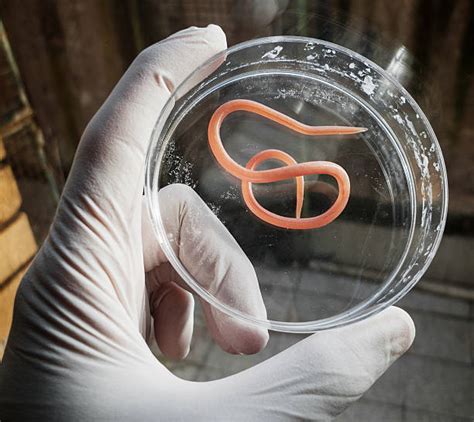 Roundworm Pictures, Images and Stock Photos - iStock