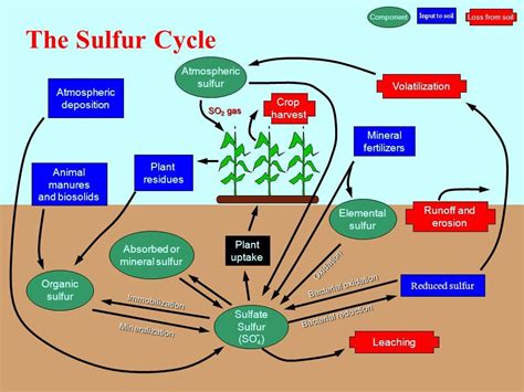 The Sulfur Cycle | Biology facts, Sulphur cycle, Environmental engineering