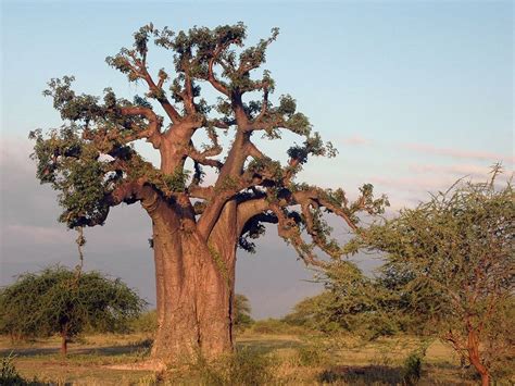 African Baobab Tree