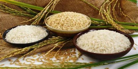 Rice - Our Staple Food - QS Study