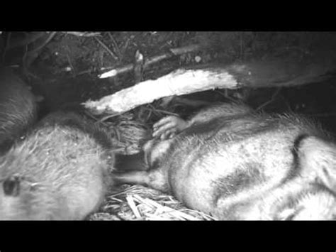 An Inside Look at a Beaver Lodge! Thanks to Jeff Hogan for the video ...