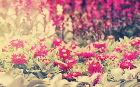 3840x2160 resolution | pink flowers, plants, flowers HD wallpaper ...