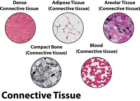 Worksheets Different Types Of Connective Tissue