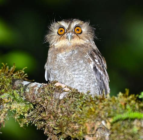 Long-whiskered Owlet (Xenoglaux loweri). Photo by Alan Van Norman. Owl ...