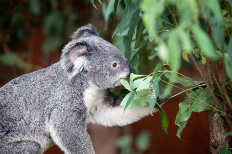 koala eating eucalyptus leaves - Bushland Conservation Management