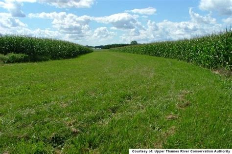 Grassed Waterways : Common BMPs : Raisin Region Conservation Authority