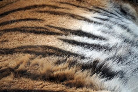 Tiger Fur - Great As Pattern 23128733 Stock Photo at Vecteezy