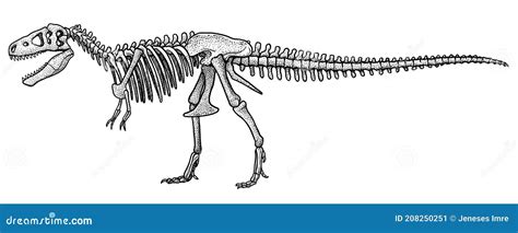 Tyrannosaurus Rex Skeleton, Illustration, Drawing, Engraving, Ink, Line ...