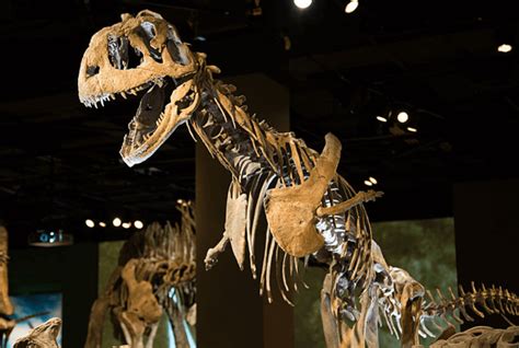 10 Majungasaurus Facts Because We Want To Talk About Dinosaurs!