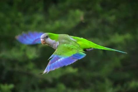 All About the Monk Parakeet