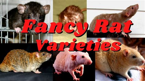 Meet the 7 Unique Rat Types: From the Fluffy Dumbo to the Glossy Satin ...