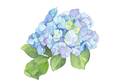 Directly from my garden a blue hydrangea, original floral watercolor ...