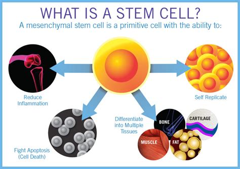 Stem Cell Therapy | Glacier Bar