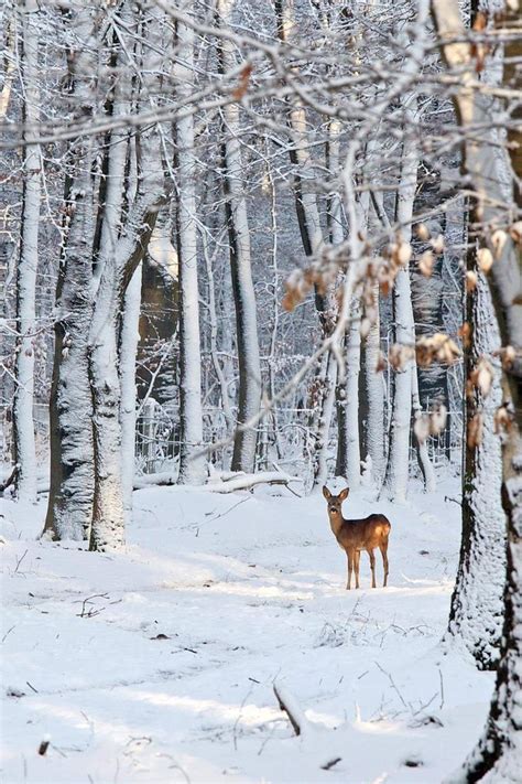 Roe Deer in Snowy Woods / Getty Images | Immagini invernali, Dipinti di ...