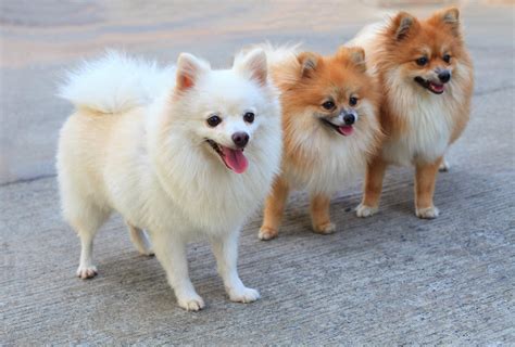 About The Breed: Pomeranian Highland Canine Training, 54% OFF