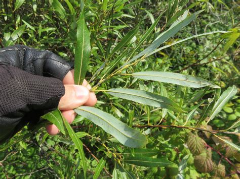 Salix – Willows | Trees Canadensis