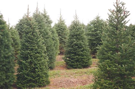 About Evergreen Valley Christmas Tree Farm | Evergreen Valley Christmas ...