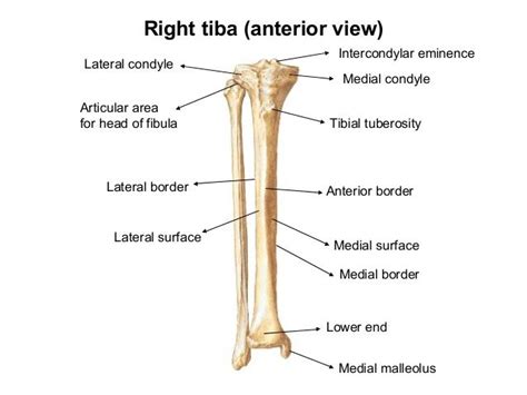 Medial Malleolus Anatomy - Anatomy Reading Source