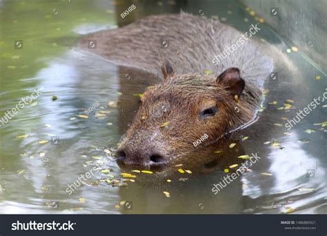 Capybara Swimming Pool