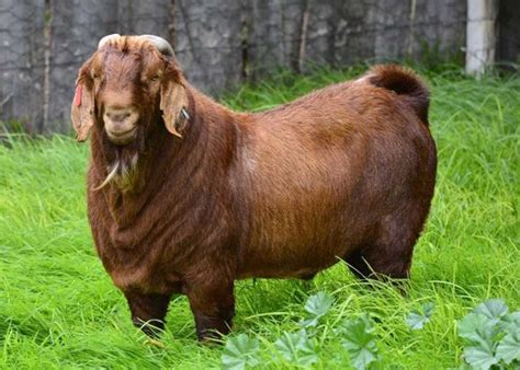 15 Best Goat Breeds for Meat | Boer goats, Savanna goats, Goats