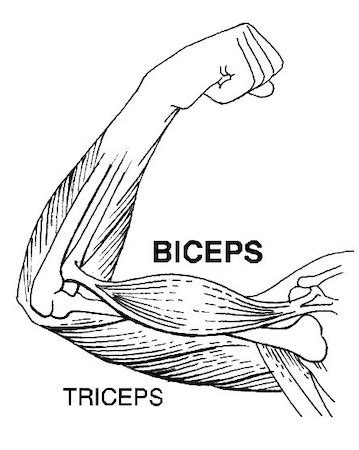 Arm Muscles Anatomy Coloring Pages Sketch Coloring Page