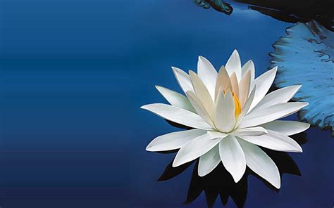 Blue Lotus Wallpapers - Wallpaper Cave