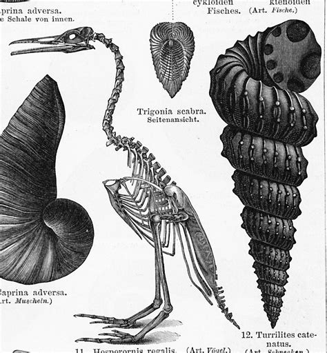 Carboniferous period fossil print shells by EleanorsVintage