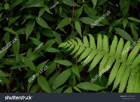 Pteridophyte Pteridophyta Ferns Pakis Plants Paku Stock Photo ...