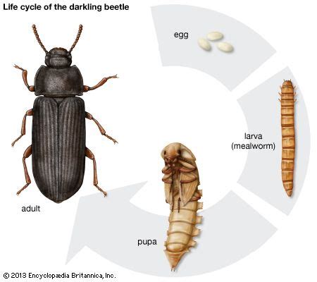 Ground Beetle Life Cycle