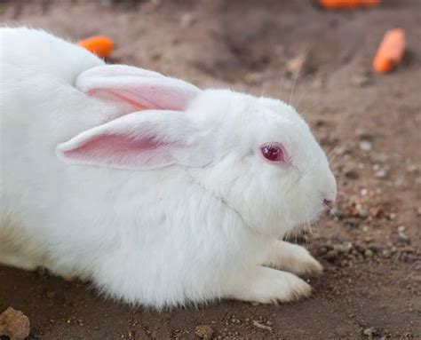 Why Do Rabbits Have Red Eyes? – AnimalFYI