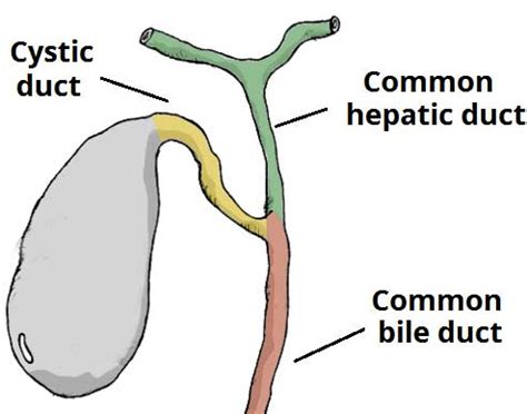 Biliary Colic and Cholecystitis - TeachMeSurgery