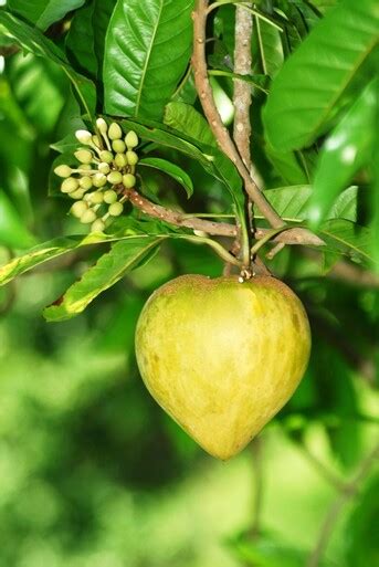 Canistel Egg Fruit Trees For Sale online - FLORIDA FRUIT TREES FREE ...