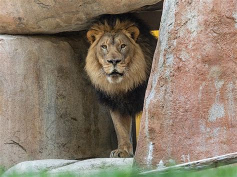 San Diego Zoo Safari Park Welcomes 'Bo' The Lion | San Diego, CA Patch