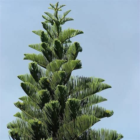 Plant FAQs: Araucaria Columnaris