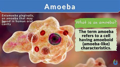 Amoeba - Definition and Examples - Biology Online Dictionary