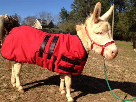 Mini Donkey Mid-weight Turnout Blanket - Miniature Horse Supplies by ...