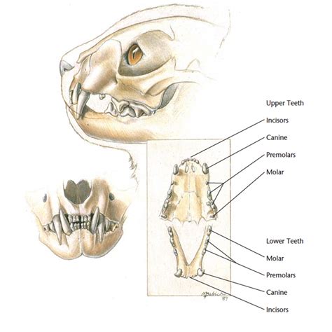 Cat Teeth Diagram With Numbers