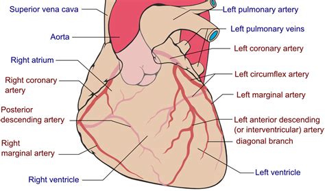 Coronary Artery Bypass Grafting (CABG) | CTVS Central Texas