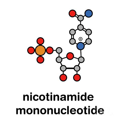 Nicotinamide Mononucleotide Molecule Photograph by Molekuul/science ...