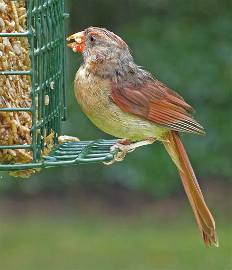 Northern Cardinal female in the rain - FeederWatch