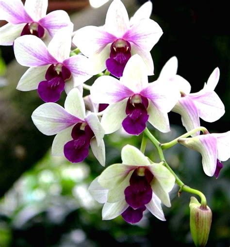 Anggrek Cattleya Daun Satu | Orchid Flowers