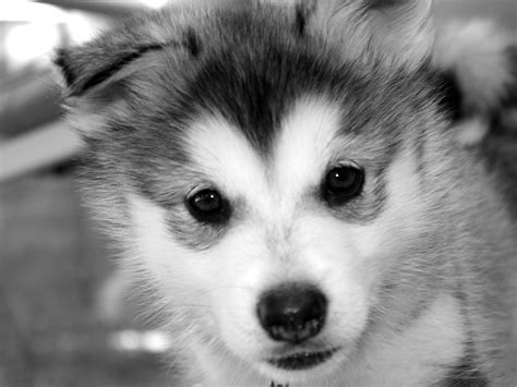 Cute Baby Siberian Husky Wallpaper Background | baby animals ...