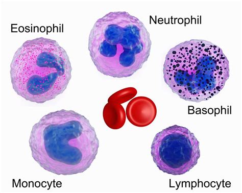 White Blood Cells | Leukocytes