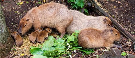 Capybara Rosita gave birth to three gorgeous pups | Auckland Zoo News