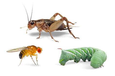 Live Insects for Reptile Feeding Care: Care & Feeding | Petco