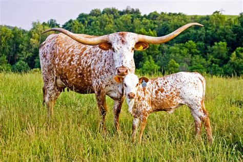 🔥 [50+] Longhorn Cattle Wallpapers | WallpaperSafari