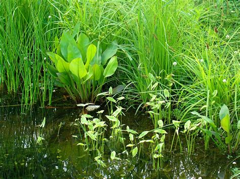 Rurification | Robin Edmundson: Road Trip - Michigan: Wetland